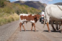 Bull Calf